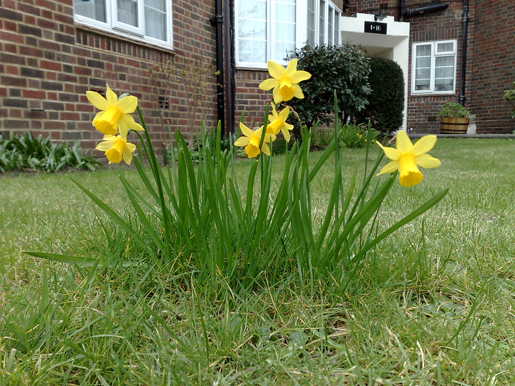 Spring daffodils outside my flat Flickr