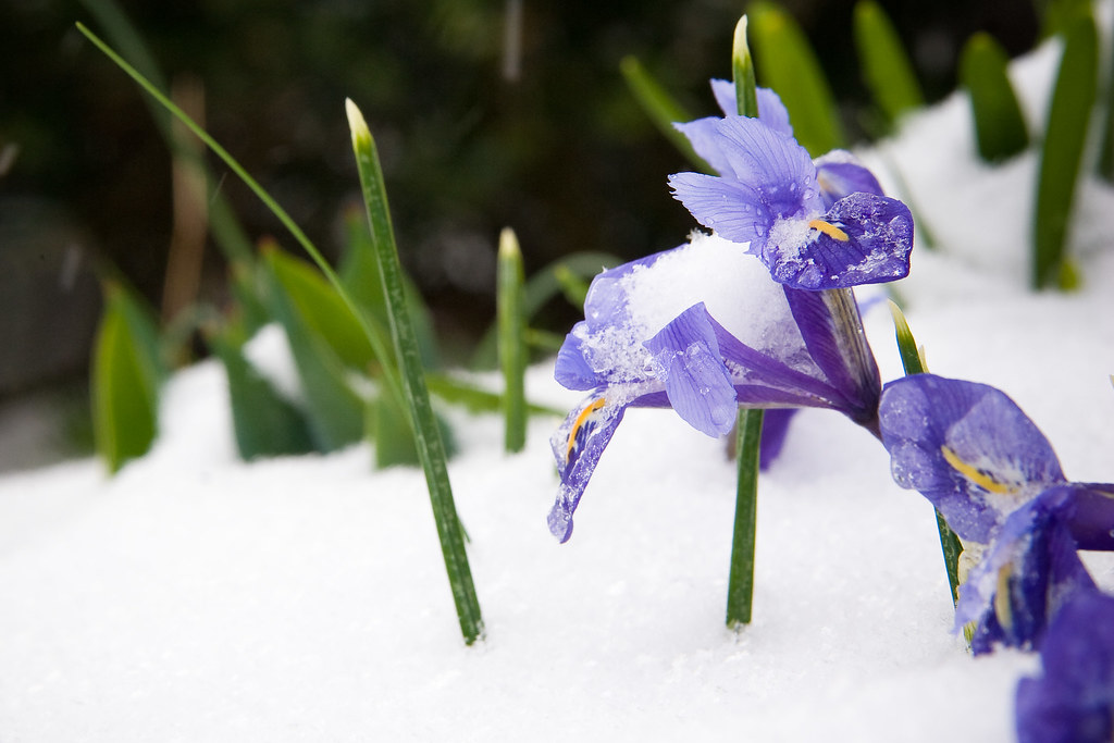 SnowFlowers4 Snow flowers in TN nelgdev Flickr