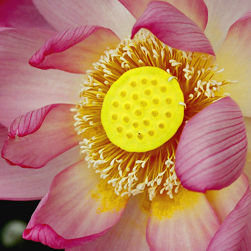 Another impression 2008 Lotus 東京都町田市 薬師池公園 Shinichiro Saka Flickr