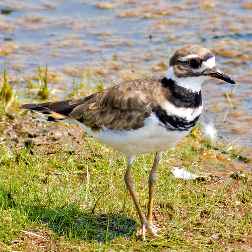 Killdeer The brokenwing act used to lead predators from t… Flickr