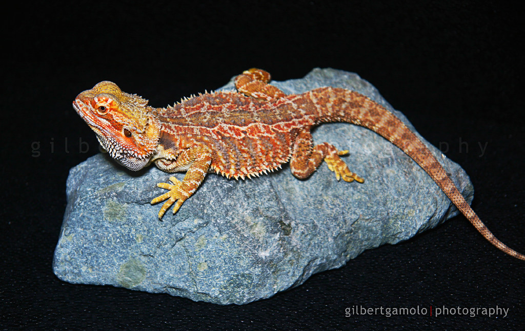 fire sand bearded dragon juvenile male portrait