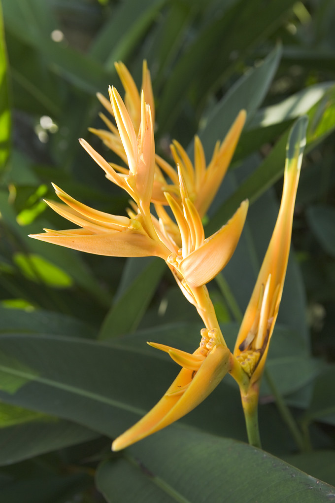 bird of paradise flower (Sepilok Borneo Malaysia) Flickr