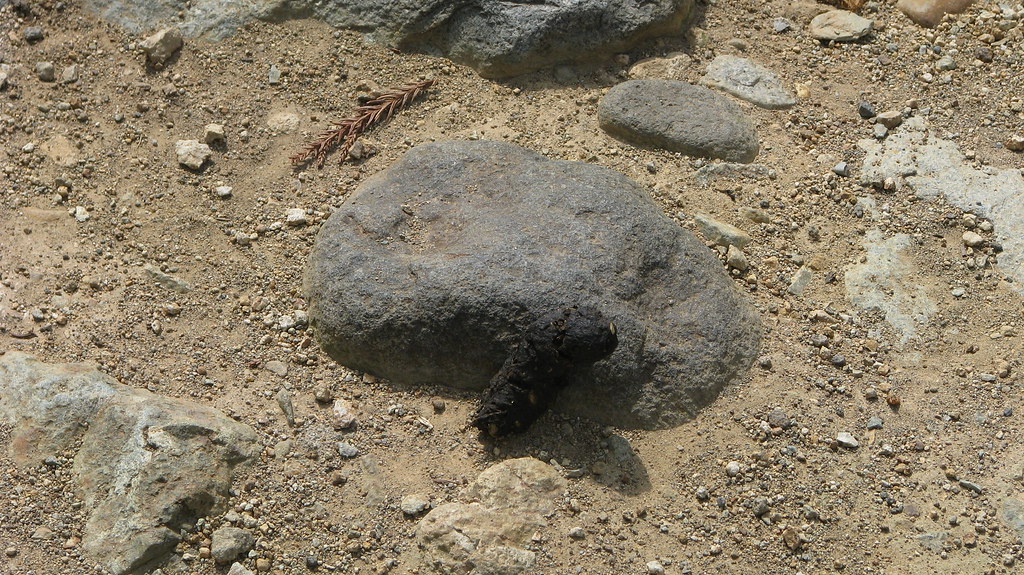 71 Monkey poop 20080618 Luckily, I witnessed no throwi… Flickr