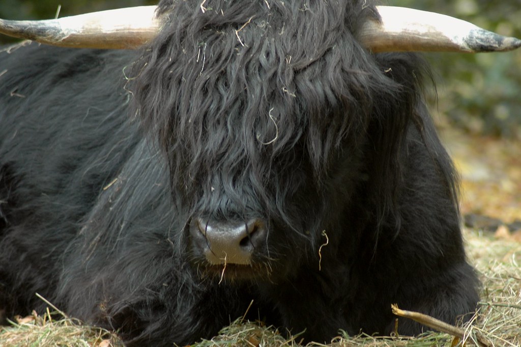 Schottisches Hochlandrind im Zoo Basel Ulli J. Flickr