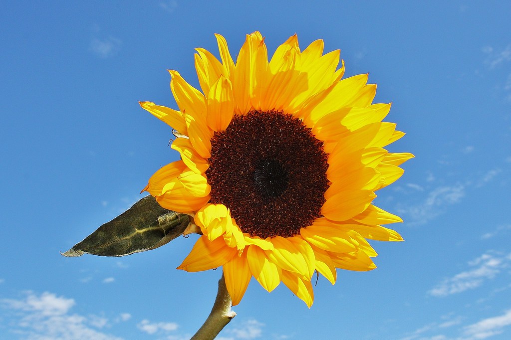 Sun Flower Cropped sun flower with some minor editing magi… Nick