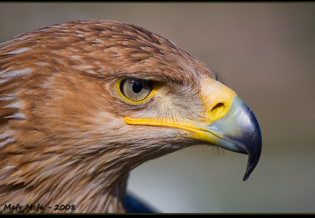 Top 104+ imagen aguila dorada logo Abzlocal.mx