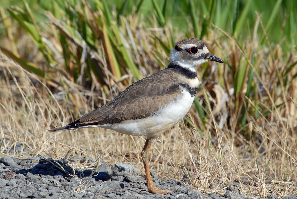 Killdeer (Charadrius vociferus ) DDZ_0087 Killdeer are com… Flickr