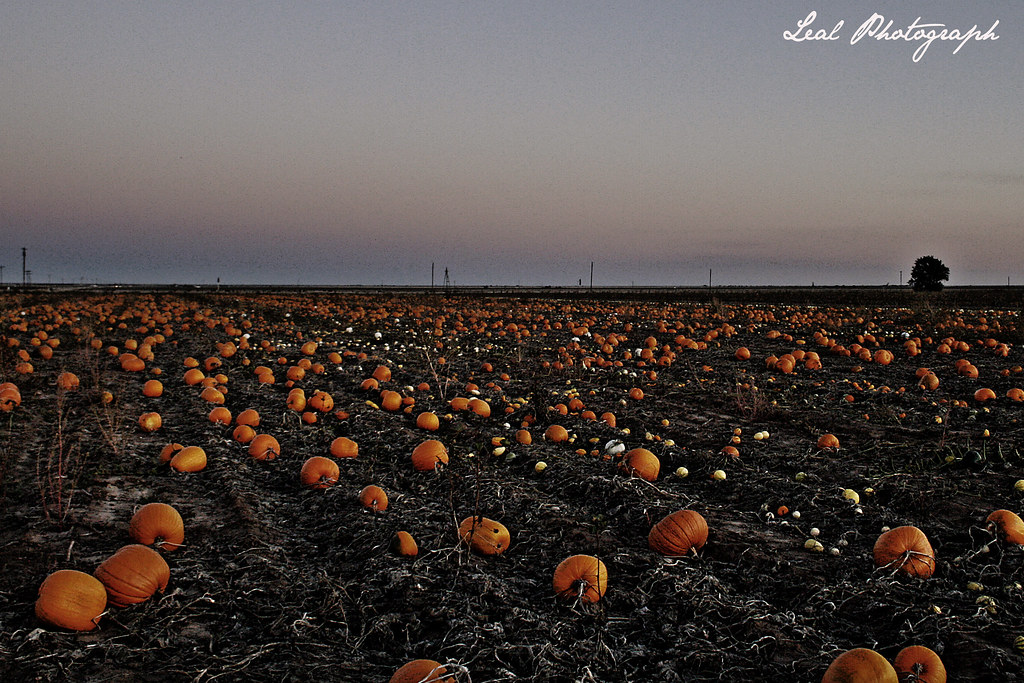 Pumpkin Patch Anthony Flickr