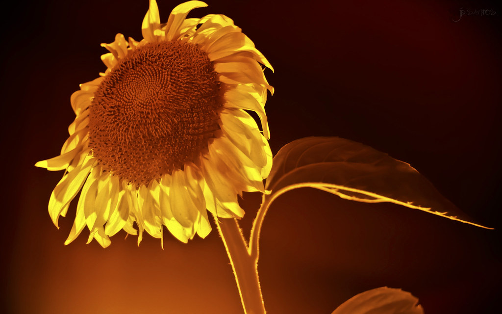 Sunflower in the Dark Eternal Captured Flickr