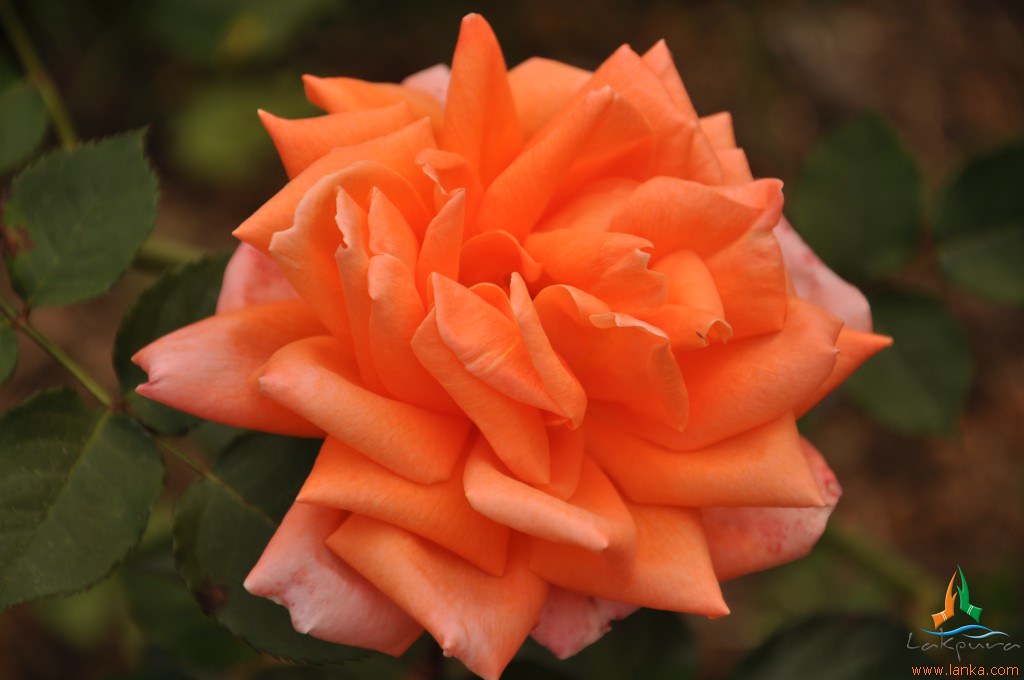 Flowers in Victoria Park Nuwara Eliya Flowers in Victori… Flickr