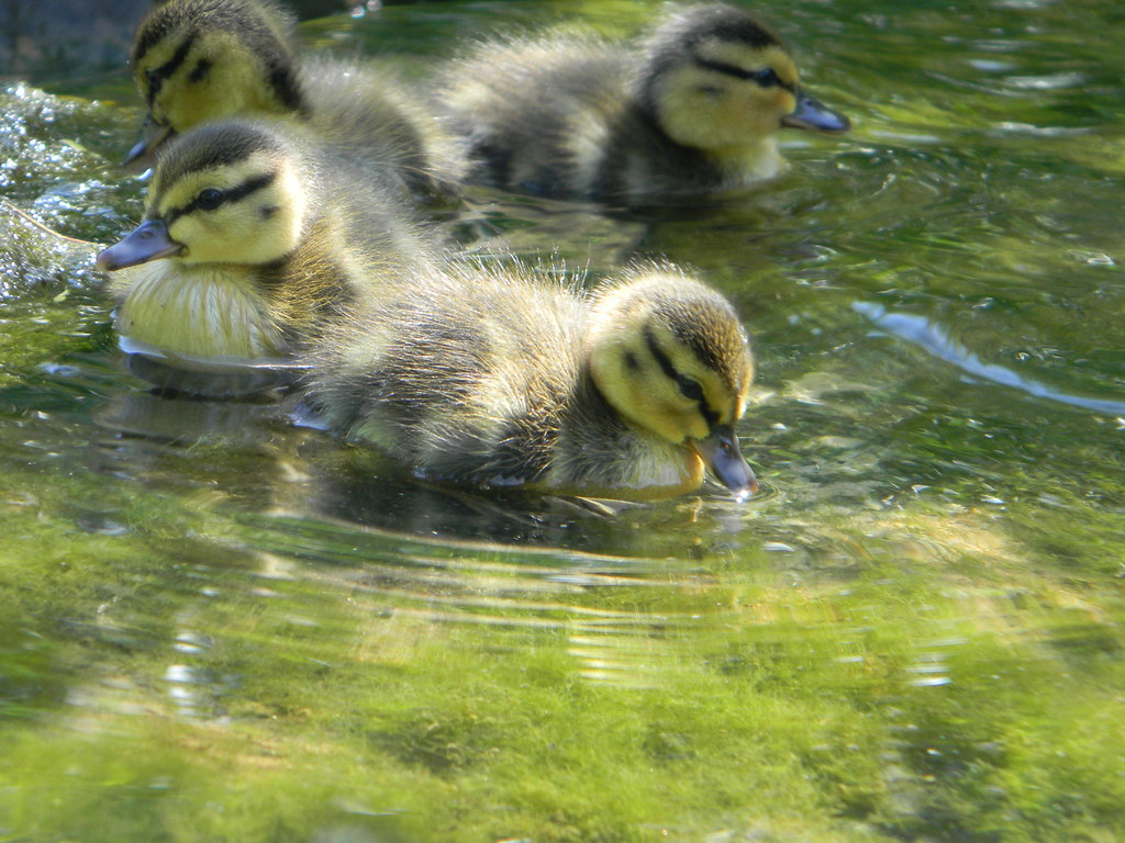 Picture 107 Gary West Flickr