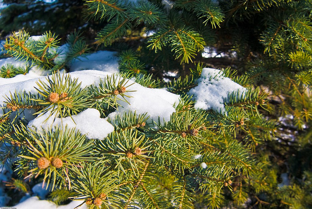 Snowy Evergreen Evergreens are beautiful, especially in Wi… Flickr