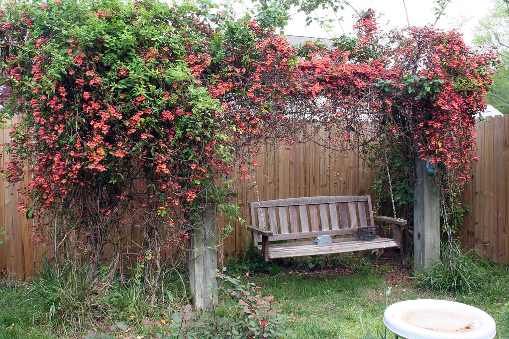 Trumpet Vine I thought my trumpet vine might not flower mu… Flickr