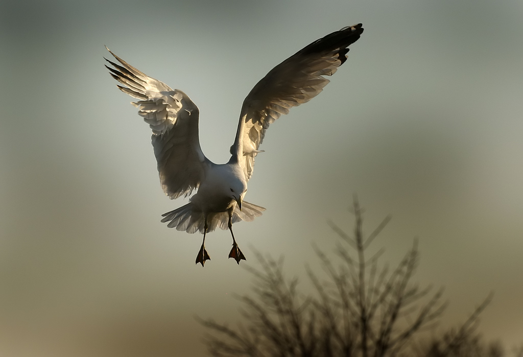 Landing 01 I love to shoot seagulls... I know they're pret… Flickr
