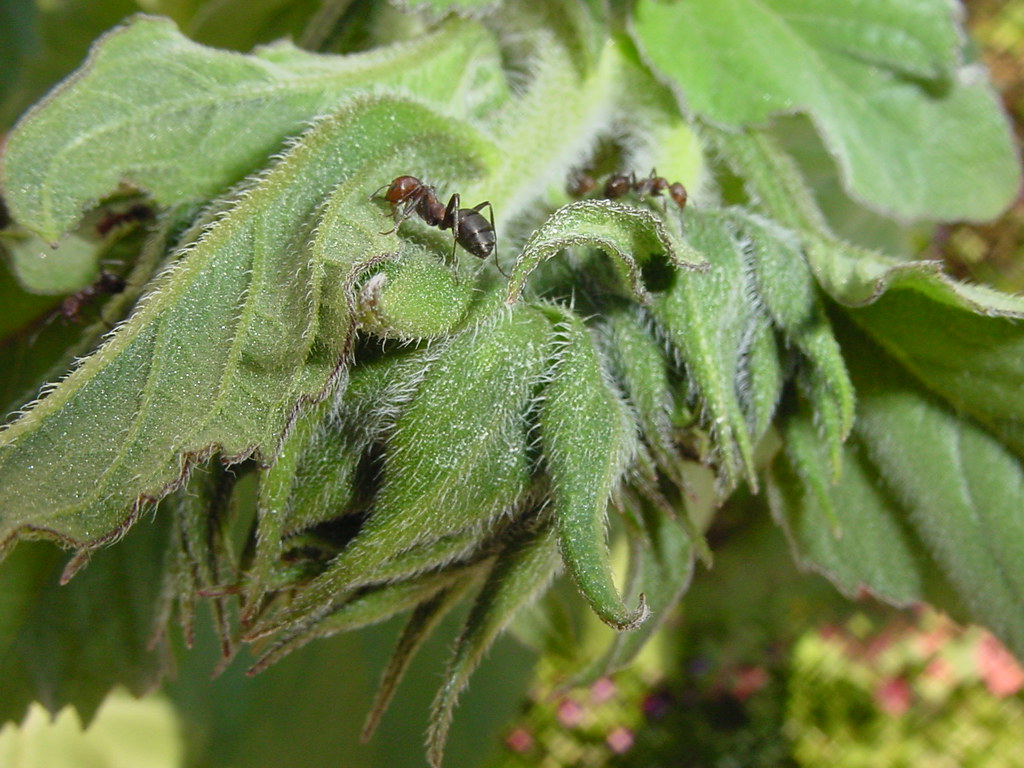 Ants on Sunflower Vine scalesusa Flickr