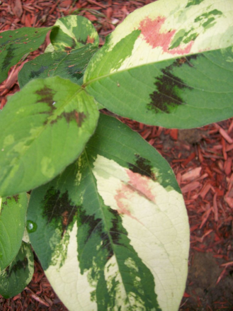 100_2167 Painters Palette plant on the north side of the h… Flickr