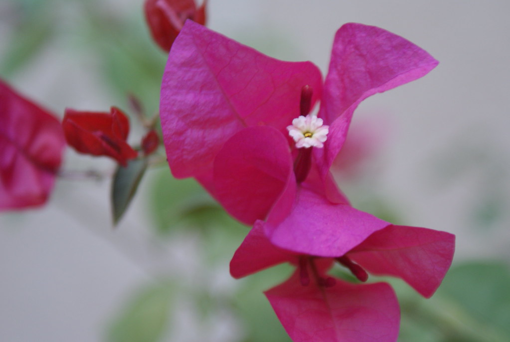 Pink Flowers In Mexico Wonderful pink flowers still in blo… Flickr