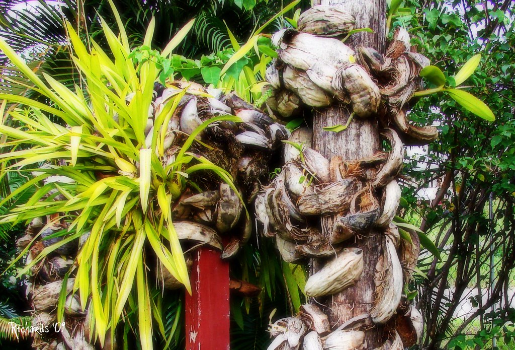 Orchid nursery with Coconut husks Coconut husks are used b… Flickr