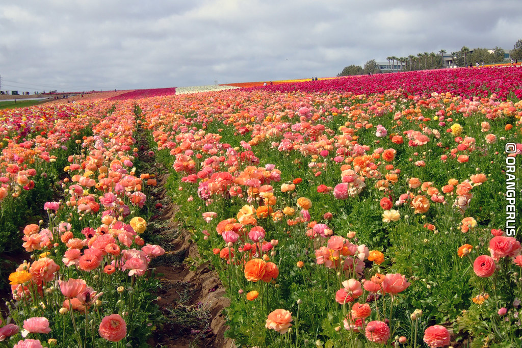 The Flower Fields, Carlsbad, California 50 acres of Ranunc… Flickr