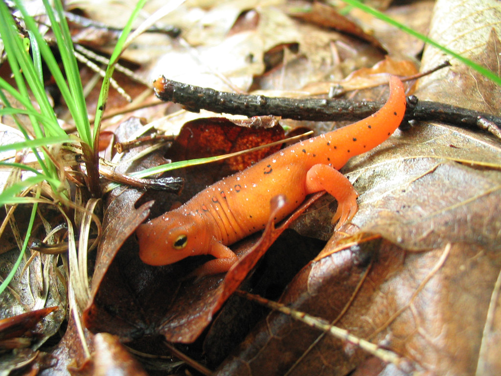Orange and Black A salamander, I presume. (Actually an Eas… Flickr