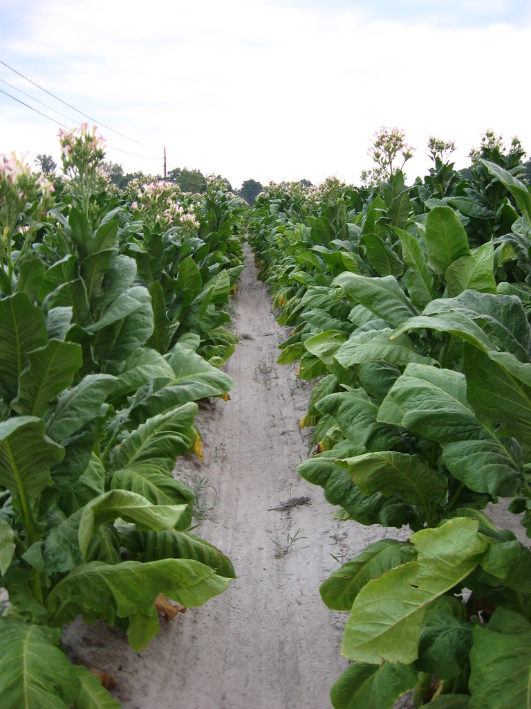 August 8, 2008 Tobacco, Ahoskie, North Carolina Maya's Garden