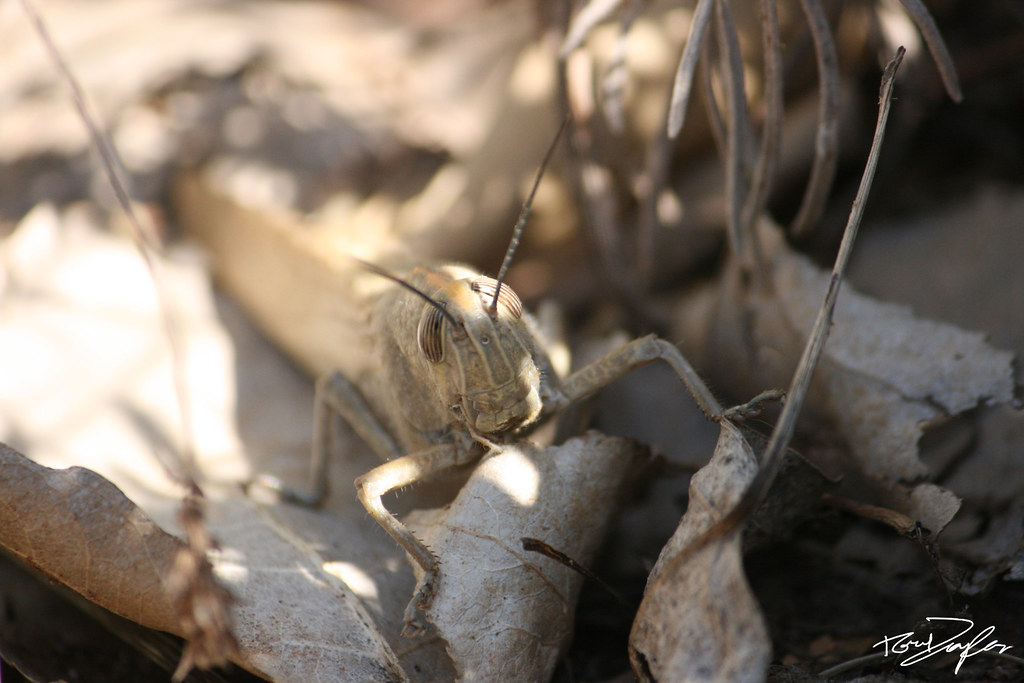 A locust found laying its eggs A locust found laying its e… Flickr
