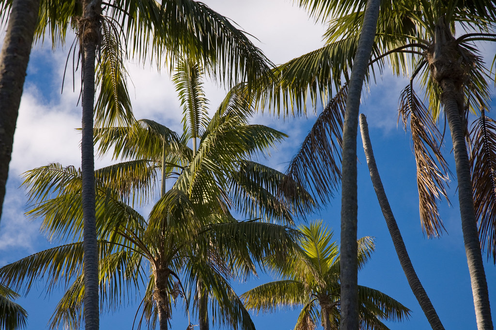 20080514 26 Palms onTransit Hill on Lord Howe Island Flickr