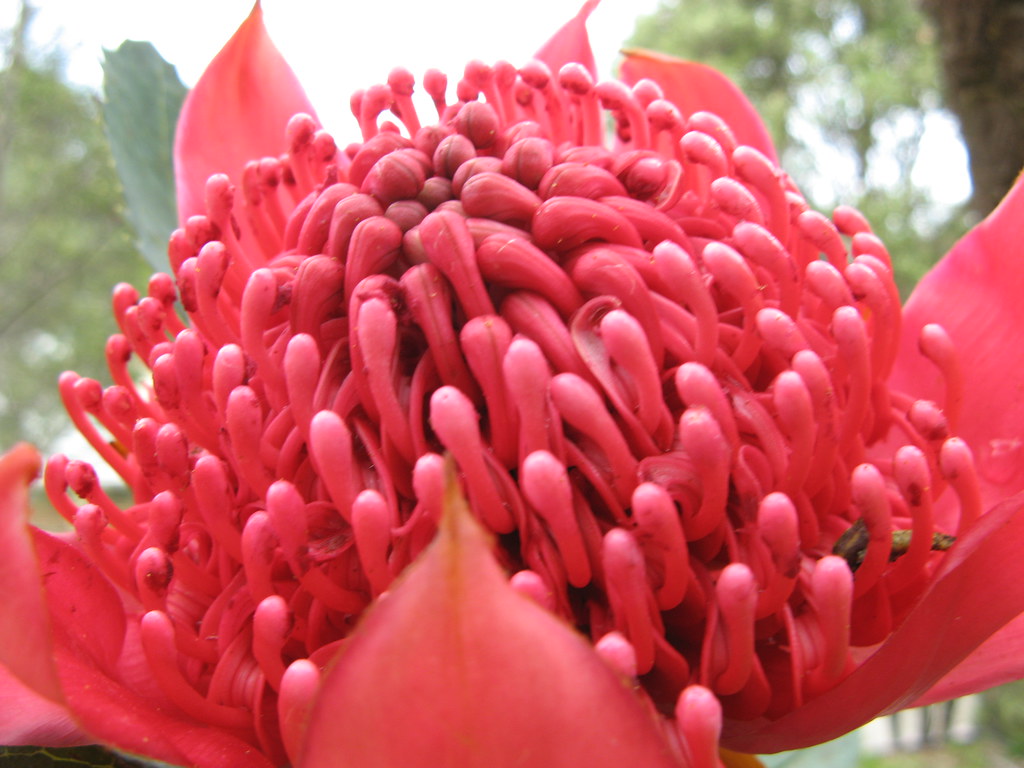 waratah New South Wales Waratah Telopea speciosissima cskk Flickr