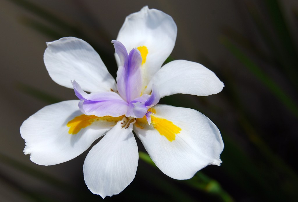 Australian native iris 2 Aline COHEN Flickr