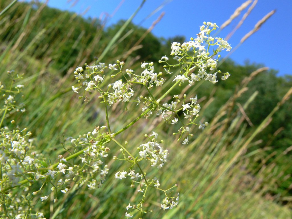 1190001 Cleavers (bedstraw), summer 2007 Neversink Hella Delicious