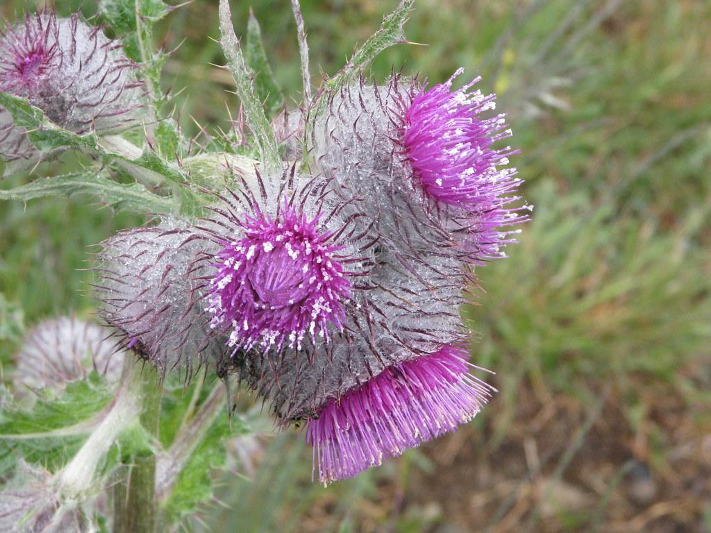 Edible thistle a photo on Flickriver