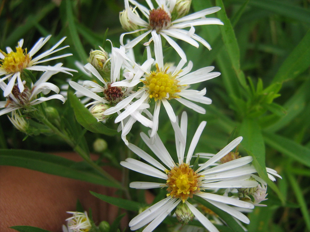 broken flowers Lynda Fraser Flickr
