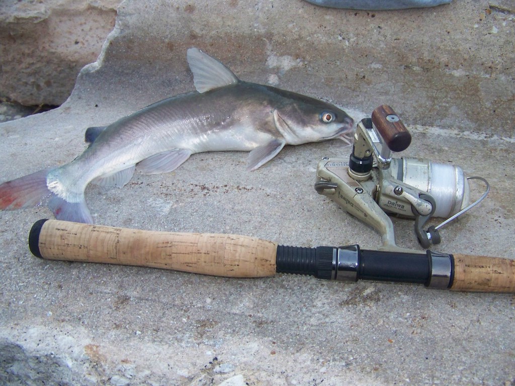 catfish Saltwater (Hard Head) Catfish Lusox Flickr