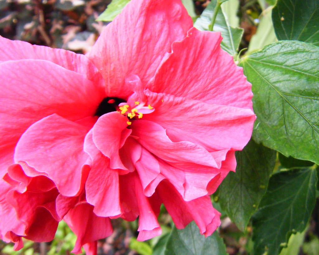 Pink Hibiscus Flowers and vegetables go together in commun… Flickr