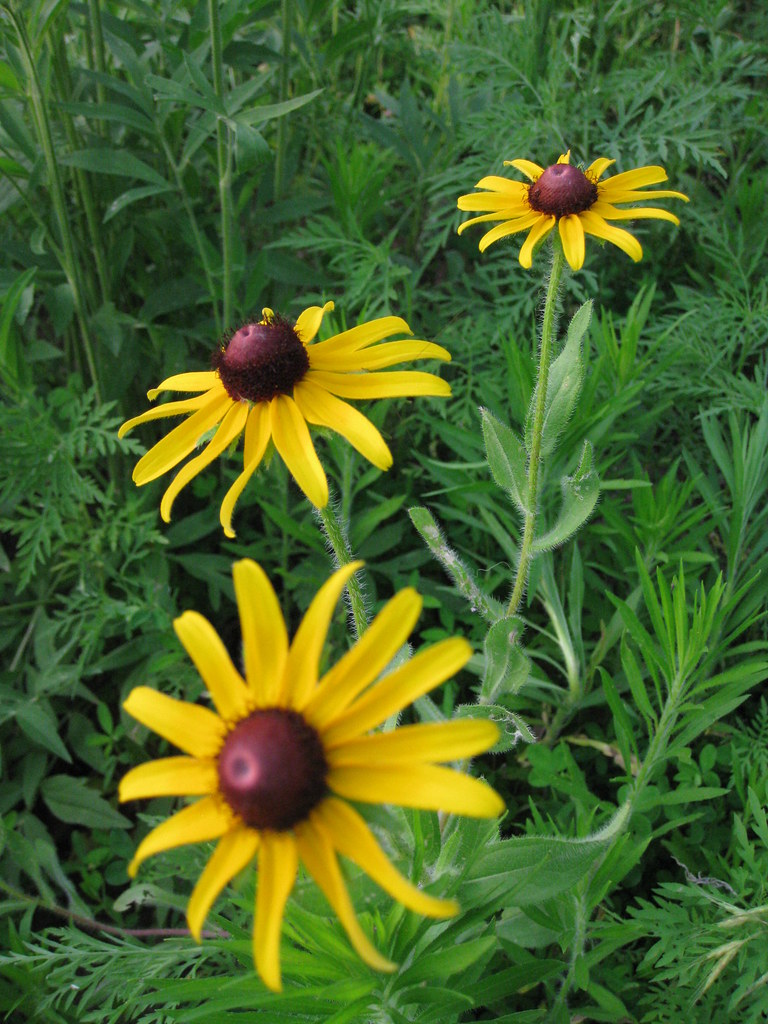 Kansas State Flower Wild Sunflowers Shawnee Mission Dog… Flickr