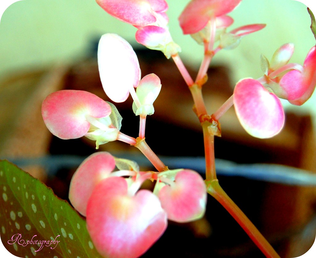 flowers thoughts??? Riley Bowden Flickr