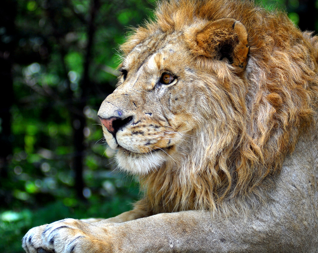 Lion Lion everland.korea IN CHERL KIM Flickr