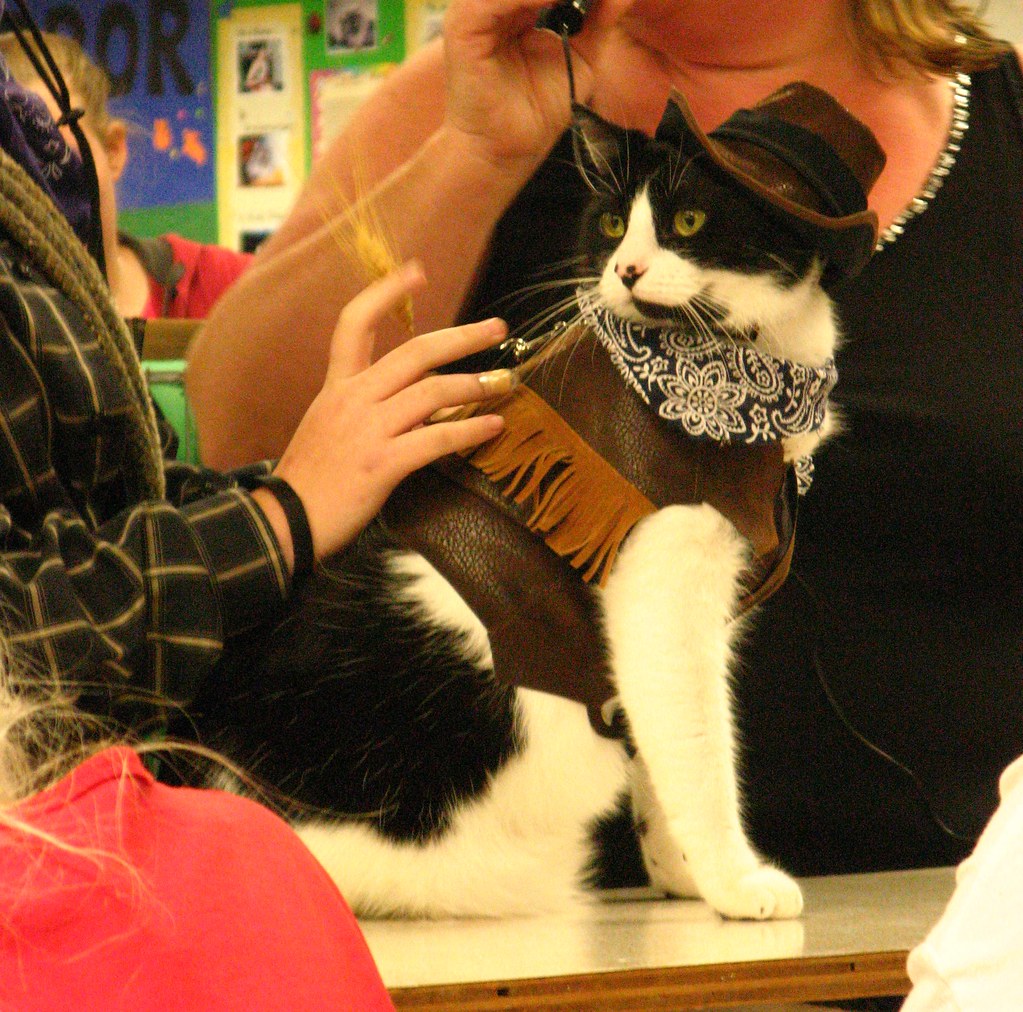 Cowboy Cat Zach Flickr