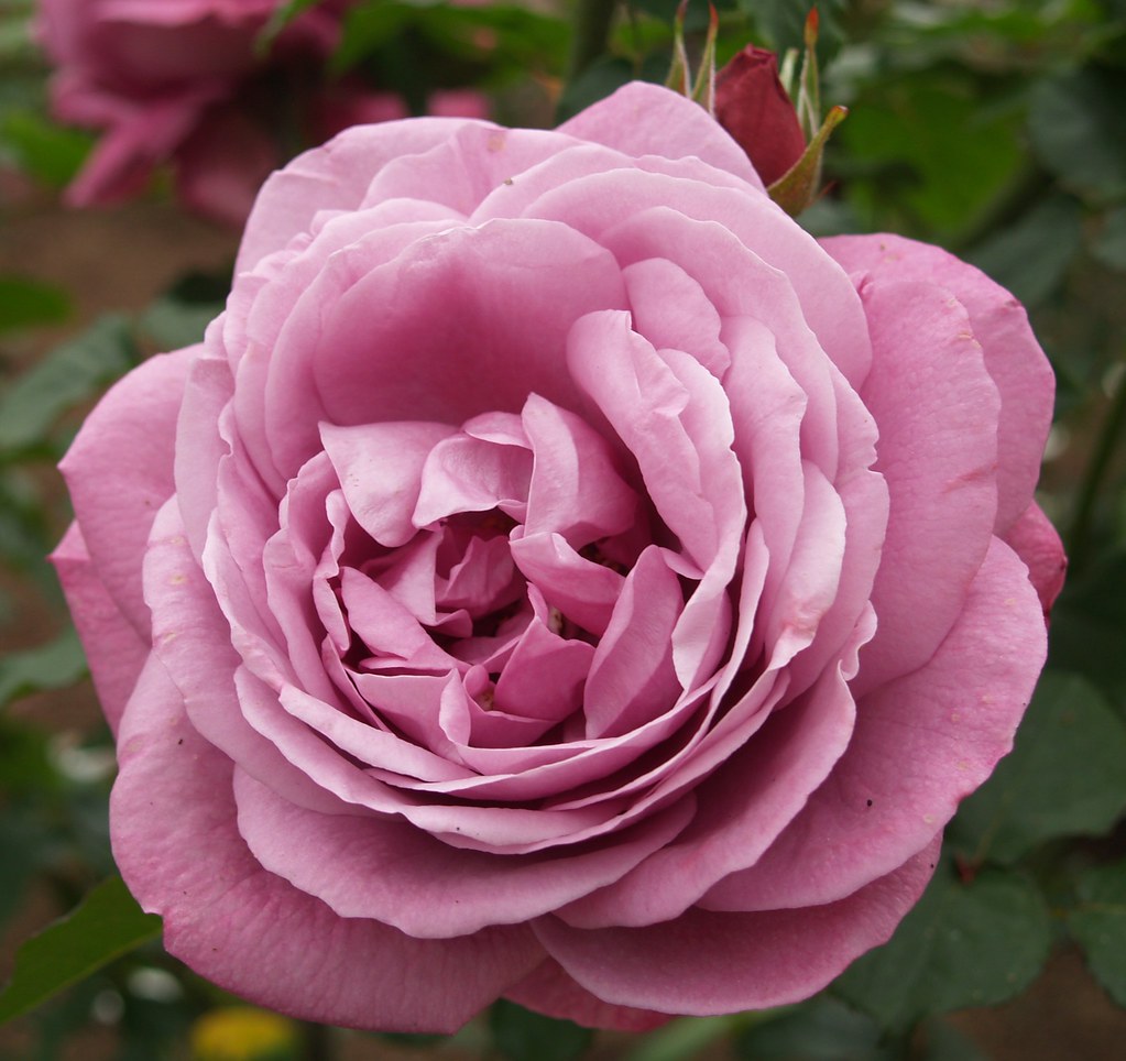 rosa_heirloom_ms3 Roses from Balboa par Roses from Balboa… Flickr