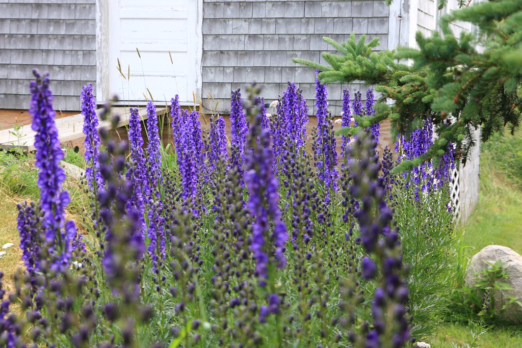 Beautiful Purple Flowers of Maine ???? Kevin Lanier Flickr