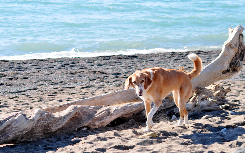 Muttley Crew Woodbine Beach Flickr