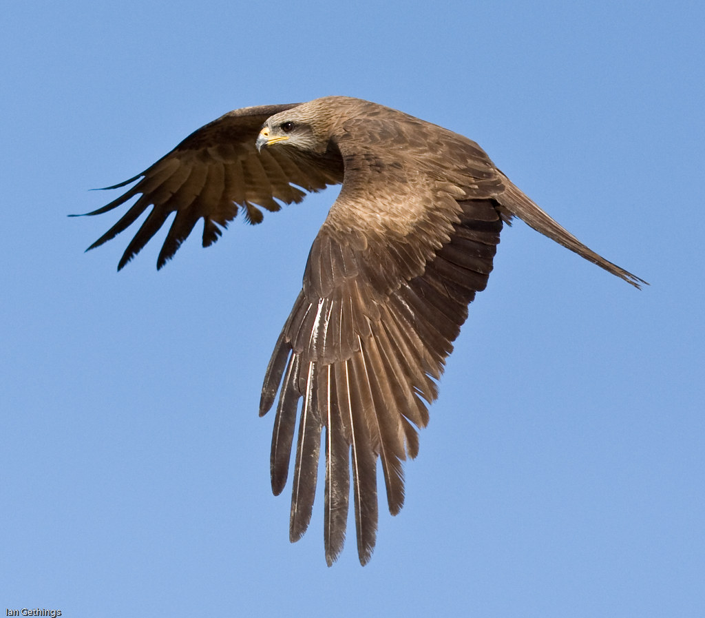 Whistling Kite Adelaide River, Northern Territories, Austr… Ian