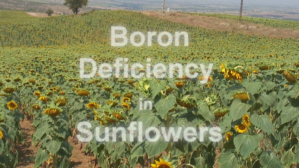 Boron Deficiency in Sunflowers Boron deficiency in sunflow… Flickr