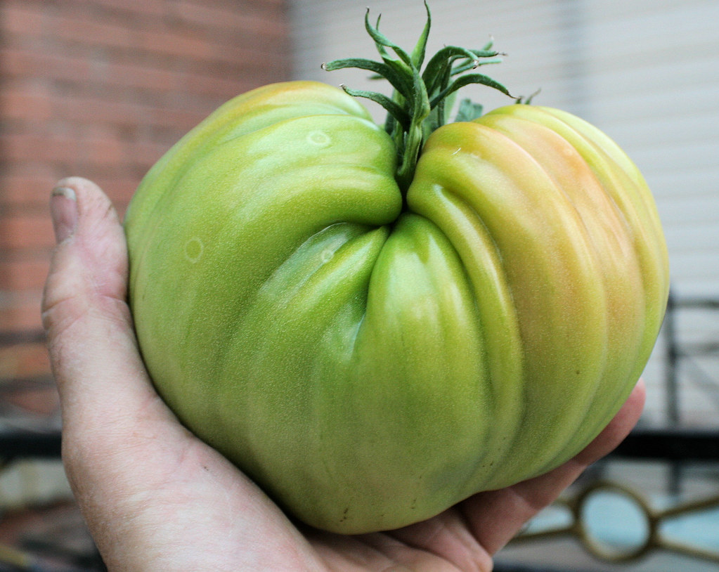 Largest Tomato My largest tomato ever. The variety is Cost… Flickr