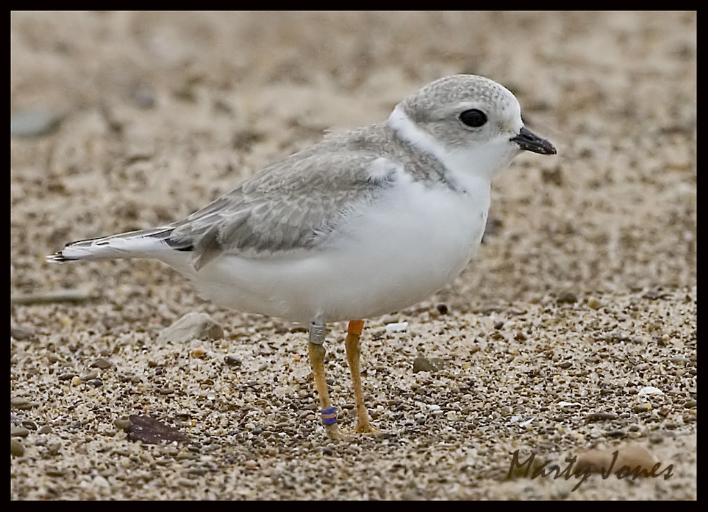Piping Plover Piping Plover, Indiana Dunes State Park, Por… Flickr