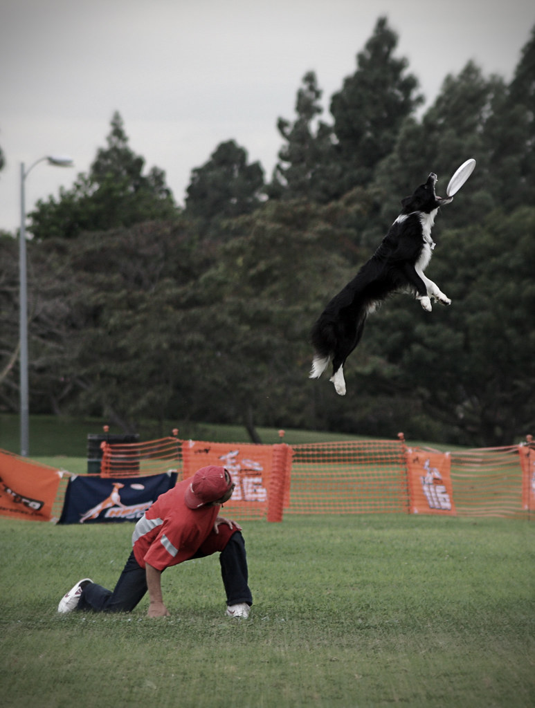 Launch 2008 Ashley Whippet Disc Dog World Championships Todd Jones