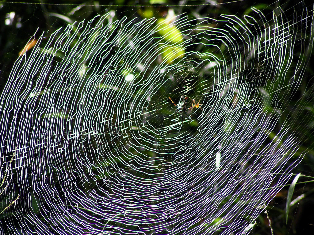 Spider web work of art covered with morning dew Flickr