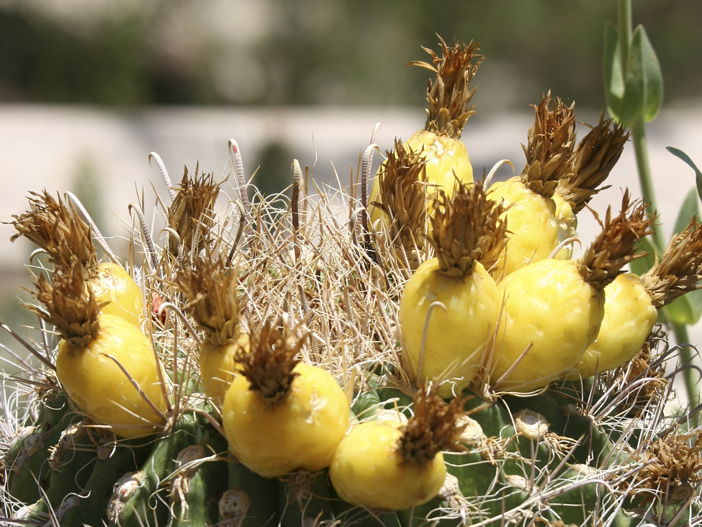 yellow cactus fruit IMG_5700 JannaMontanna Flickr