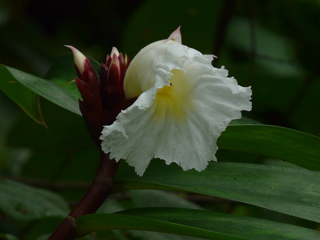 Keu (Bengali কেউ) Zingiberaceae (ginger family) » Cheiloc… Flickr