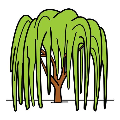 Sauce llorón jose_manuel_mr Flickr